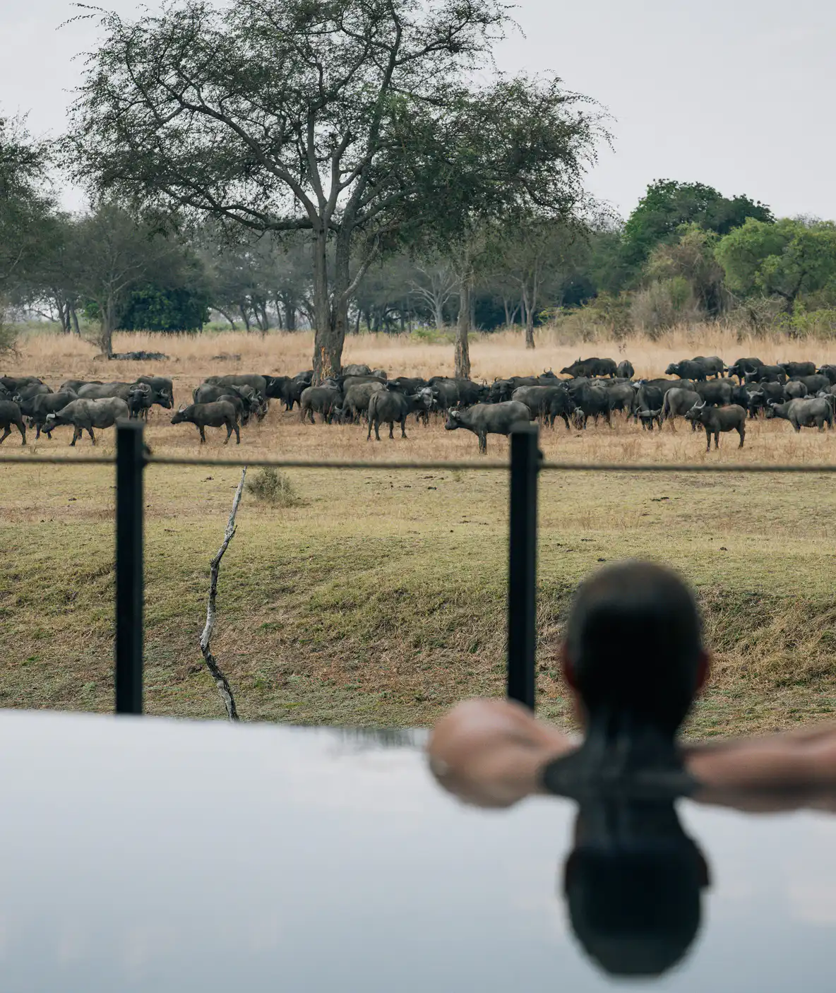 South Luangwa National Park Lion Camping Tour